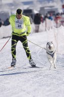 Lenk 2013